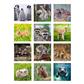 Wandkalender Tiere 21,0 x 31,5 
